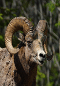 Mouflon apais&eacute; dans son habitat naturel